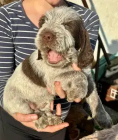 Italský spinone