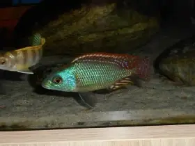 Africké cichlidy