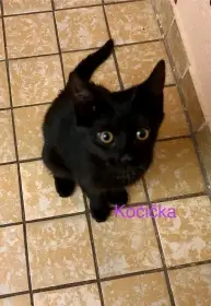 Černá kočička
