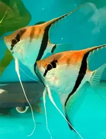 Pterophyllum scalare Rio Manacapuru a další