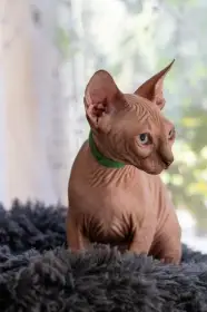 Kanadský sphynx kocourek