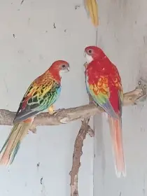 Prodám roselu gold opalin