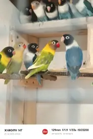 Agapornis škraboškový