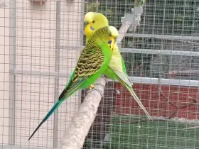 Prodám andulky (fialové, modré, zelené)