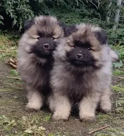 Německý špic vlčí / keeshond prodám štěňata s PP hlídač i společník