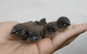 poslané falešné foto