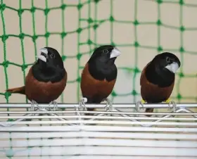 poslané falešné foto