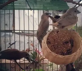 poslané falešné foto