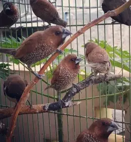 poslané falešné foto