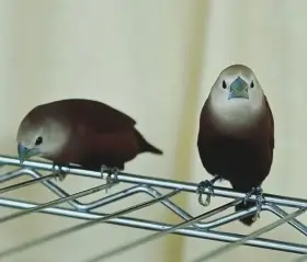 poslané falešné foto