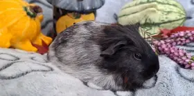 Morče, morčátko (Teplicko, Praha či přepravce)