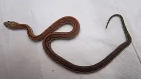 Pantherophis guttatus scaleless