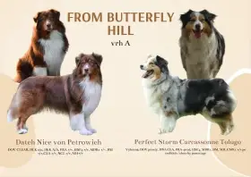 Australský ovčák s PP - štěňata