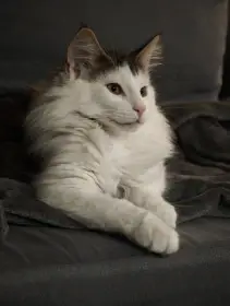 Kocourek Norské lesní kočky s PP