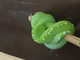 Morelia viridis Aru
