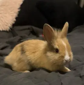 Nabízím zakrslé králíčky