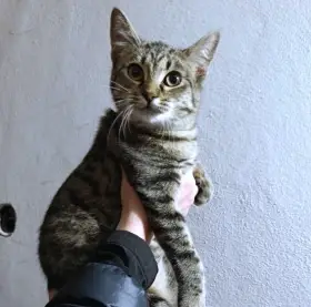 Kočička Rola hledá nový domov