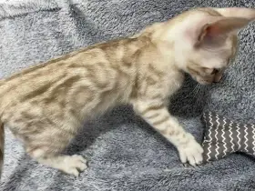 Bengálská kočka koťata s PP