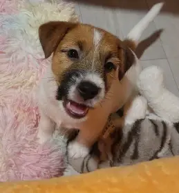 Pejsek 2 měsíce s pp