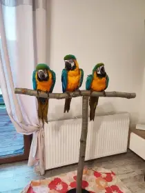 Ara ararauna 1,2 letošní mláďátka