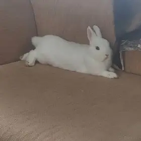 Hermelín modrooký (Hem)