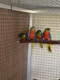 Neoféma tyrkysová rudoprsá