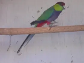 Papoušek červenočapkový