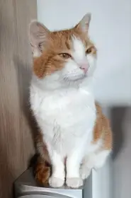 Kocourek Bruno hledá nový domov