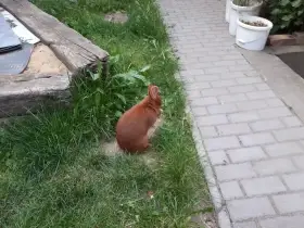 Samice Český červený