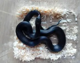 Lampropeltis mexicana Black king