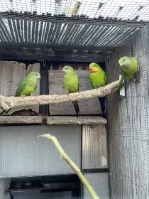 Papoušek nádherný