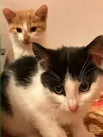 Pat a Mat - vyhození kluci hledají domov