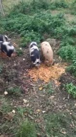 Kune kune