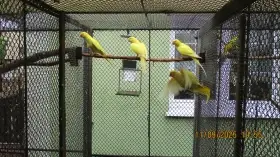 Alexandr malý lutino