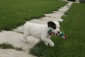 Parson Russell terier s PP