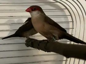 Zlatoprska malá 1,1 2024