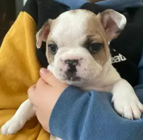 Francouzký Buldočci