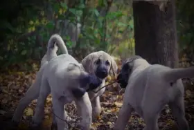 Kangal Çoban Köpegi šteňátka už k odberu