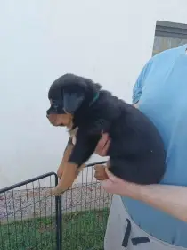 Štěňátka rotvajlera