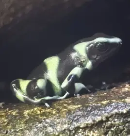 Pralesnička batiková