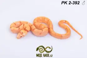 Lampropeltis Pastelking