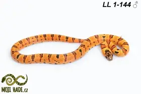 Lampropeltis leonis - Korálovka leonis - 2025