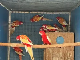 Rosela pestrá Rubino