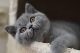 Britská koťátka s PP