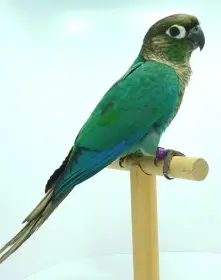 Pyrura zelenolící tyrkysový