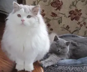 Britský kocourek a kočička s PP