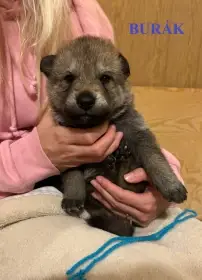 Československý vlčák - štěňata "z Tajemné zahrady"