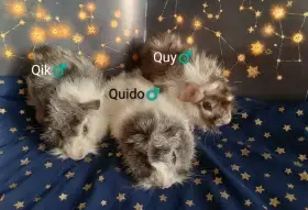 Morčátka CHS z Hvězdné Liberec