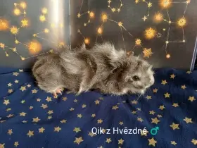 Aguti černý/ bílý (stříbrný) - bílý