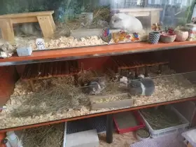 Morčátka vyrůstají v bytovém chovu.